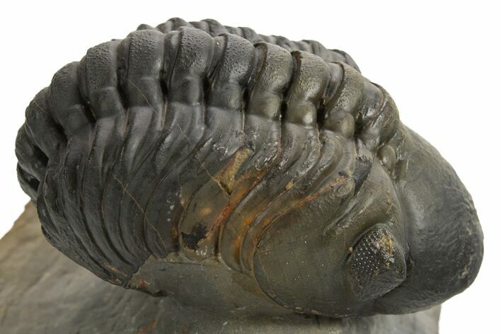 Detailed Reedops Trilobite - Atchana, Morocco #325879